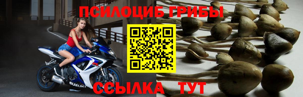 Галлюциногенные грибы Psilocybe Кумертау